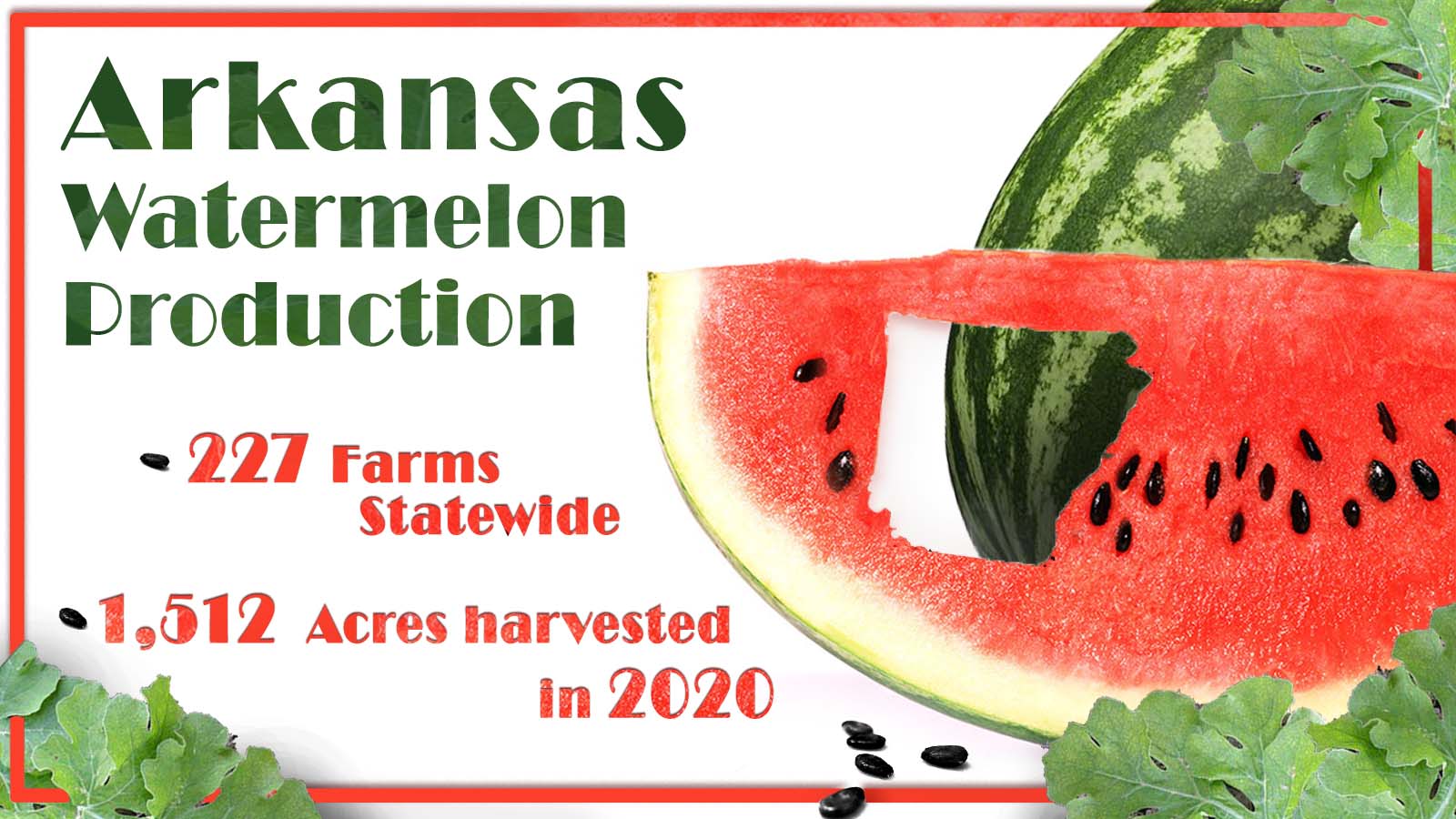 Arkansas Watermelons, A Crop Worth Celebrating Arkansas House of